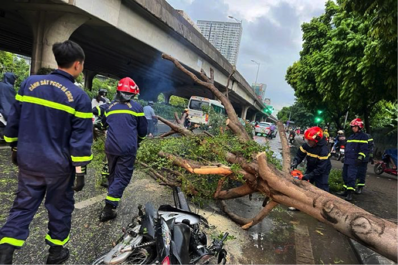 Cảnh sát PCCC&CNCH khắc phục cây xanh đổ trên đường.