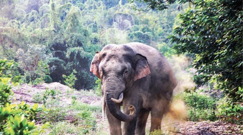 Chung tay bảo vệ voi - Giữ gìn di sản cho đời sau
