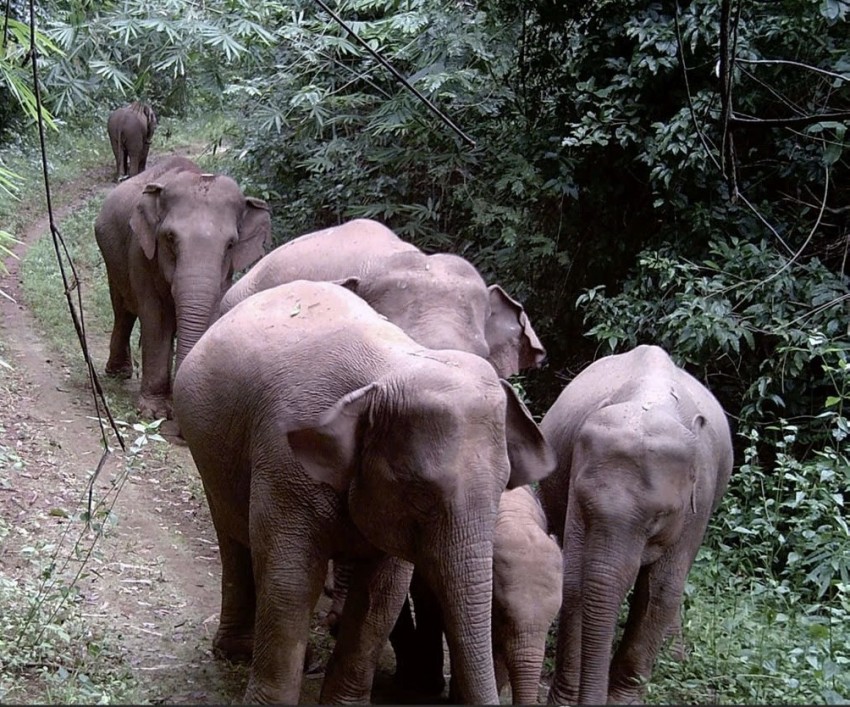 Chung tay bảo vệ voi - Giữ gìn di sản cho đời sau