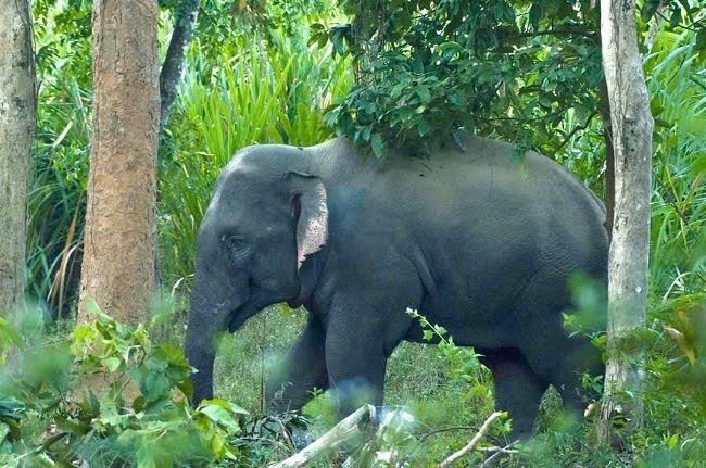 Chung tay bảo vệ voi - Giữ gìn di sản cho đời sau