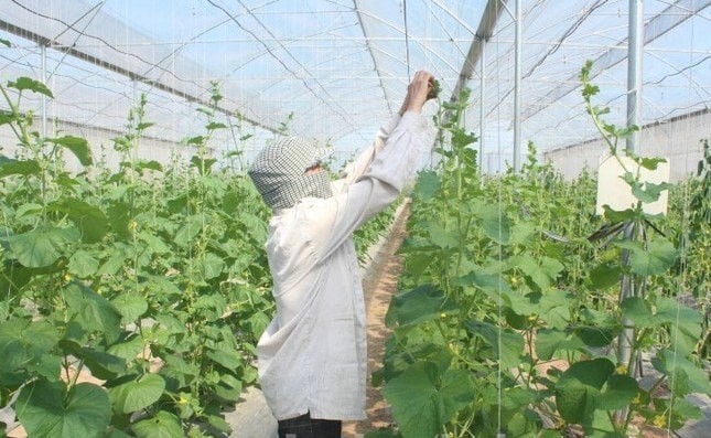 Hà Nội đề xuất cho phép xây dựng một số công trình phục vụ sản xuất trên đất nông nghiệp