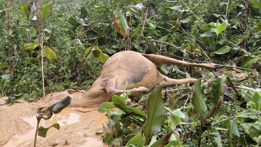 Nước sông lên nhanh, hàng trăm ngôi nhà ở Tuyên Quang ngập sâu