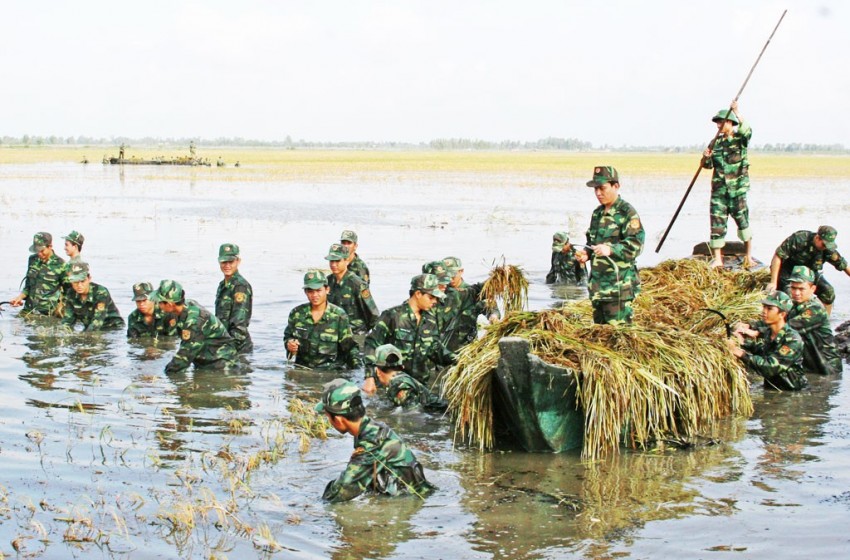 Bộ đội Biên phòng Long An giúp dân thu hoạch lúa chạy lũ