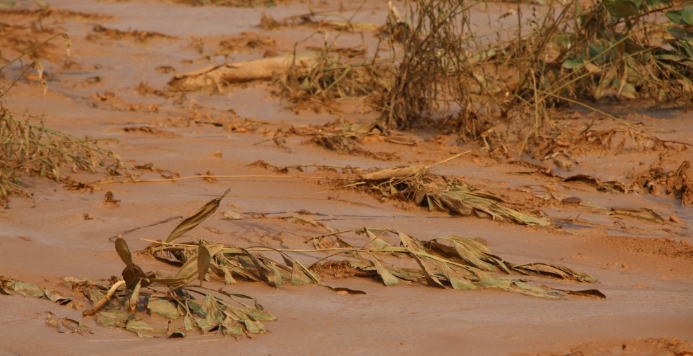 Vườn cây canh tác của một hộ dân xóm Gốc Thị ngập trong bùn.