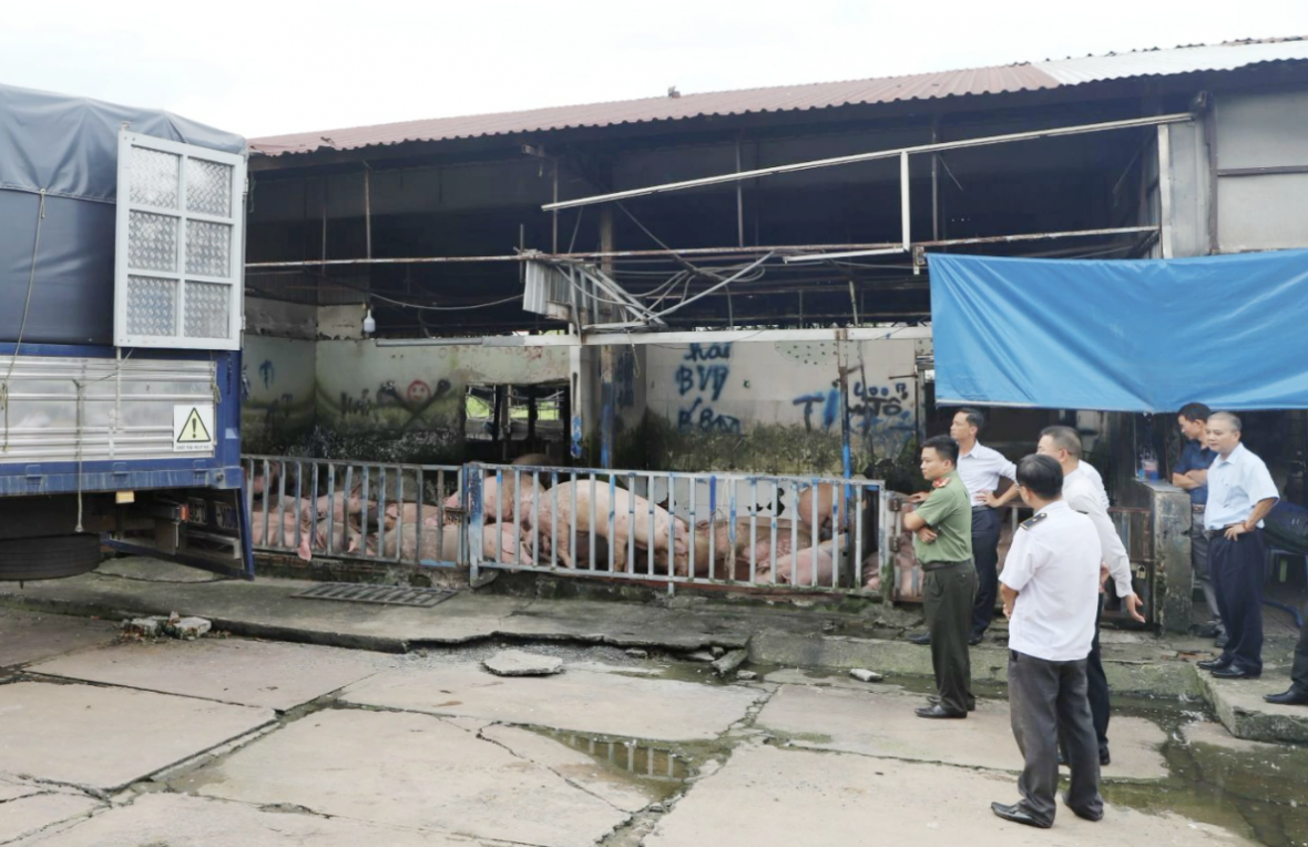 Xử phạt 45 triệu đồng, tiêu hủy 89 con heo chứa chất tạo nạc của một chủ lò heo ở Đồng Nai