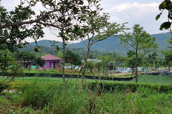 Đồi cỏ hồng khoe sắc dịp cuối thu Đồi cỏ hồng khoe sắc dịp cuối thu