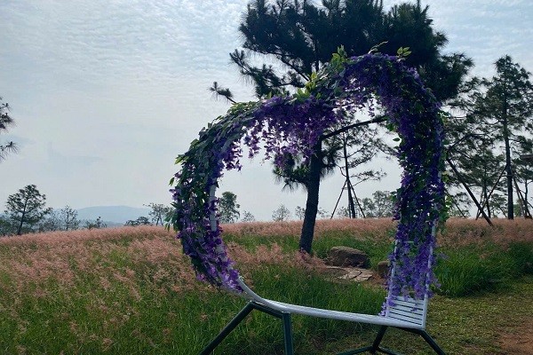 Đồi cỏ hồng khoe sắc dịp cuối thu Đồi cỏ hồng khoe sắc dịp cuối thu