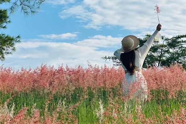 Đồi cỏ hồng khoe sắc dịp cuối thu Đồi cỏ hồng khoe sắc dịp cuối thu