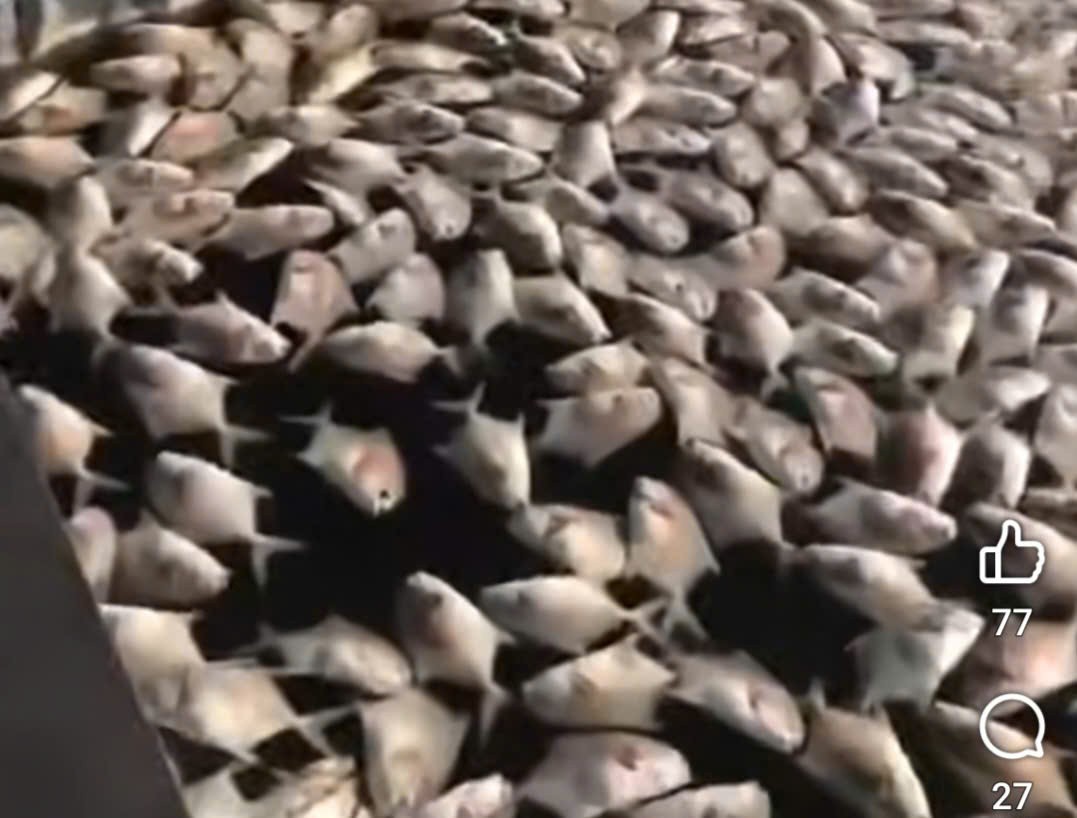 Cá chim vây vàng chết hàng loạt ở Vân Đồn, chính quyền khẩn cấp kiểm tra nguyên nhân