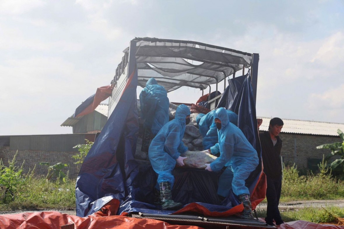 Lực lượng chức năng tiến hành tiêu huỷ hàng tấn thịt lợn bẩn, thịt lợn nhiễm bệnh dịch tả lợn châu phi. (Ảnh: Công an tỉnh Phú Thọ) Lực lượng chức năng tiến hành tiêu huỷ hàng tấn thịt lợn bẩn, thịt lợn nhiễm bệnh dịch tả lợn châu phi. (Ảnh: Công an tỉnh Phú Thọ)