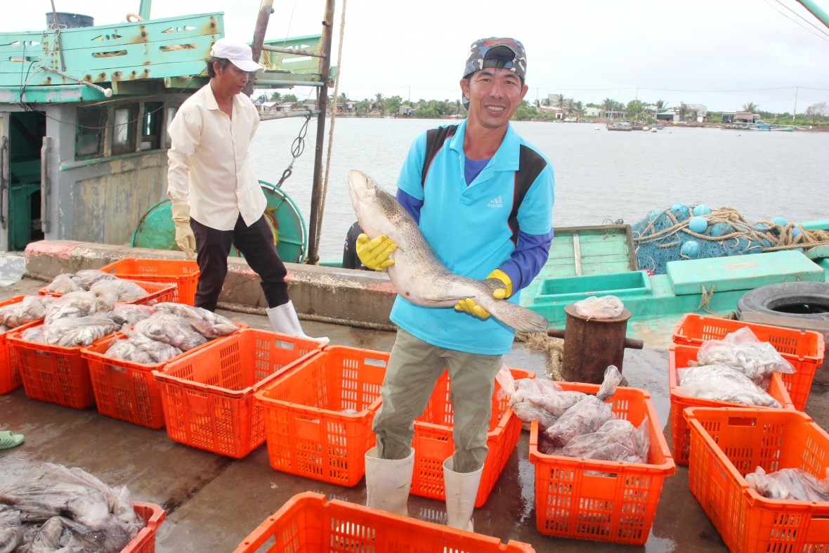 Cà Mau mở đợt cao điểm chống khai thác IUU, hướng tới phát triển nghề cá bền vững Cà Mau mở đợt cao điểm chống khai thác IUU, hướng tới phát triển nghề cá bền vững