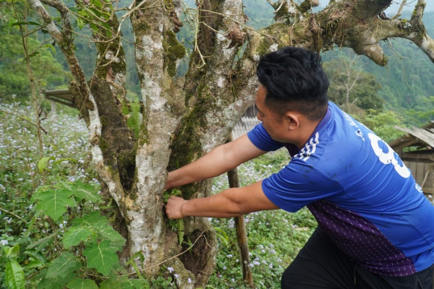 Tuyên Quang có 7 sản phẩm chè đoạt giải cuộc thi Trà châu Á - Thái Bình Dương Tuyên Quang có 7 sản phẩm chè đoạt giải cuộc thi Trà châu Á - Thái Bình Dương