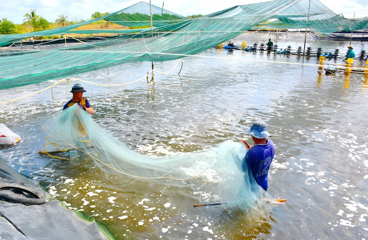 Cà Mau: Nhân rộng mô hình nuôi tôm công nghệ cao RAS-IMTA quy mô 1.500 ha Cà Mau: Nhân rộng mô hình nuôi tôm công nghệ cao RAS-IMTA quy mô 1.500 ha
