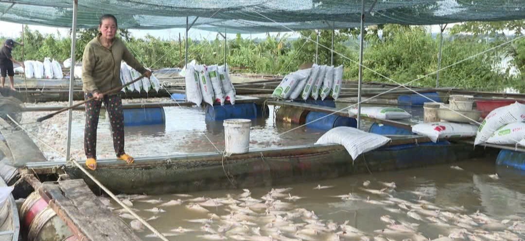 Cá lồng bè ở Đắk Lắk chết hàng loạt, người dân gồng mình khắc phục thiệt hại