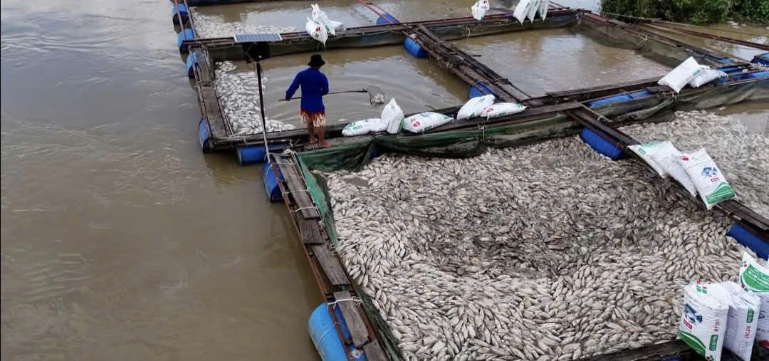 Cá lồng bè ở Đắk Lắk chết hàng loạt, người dân gồng mình khắc phục thiệt hại