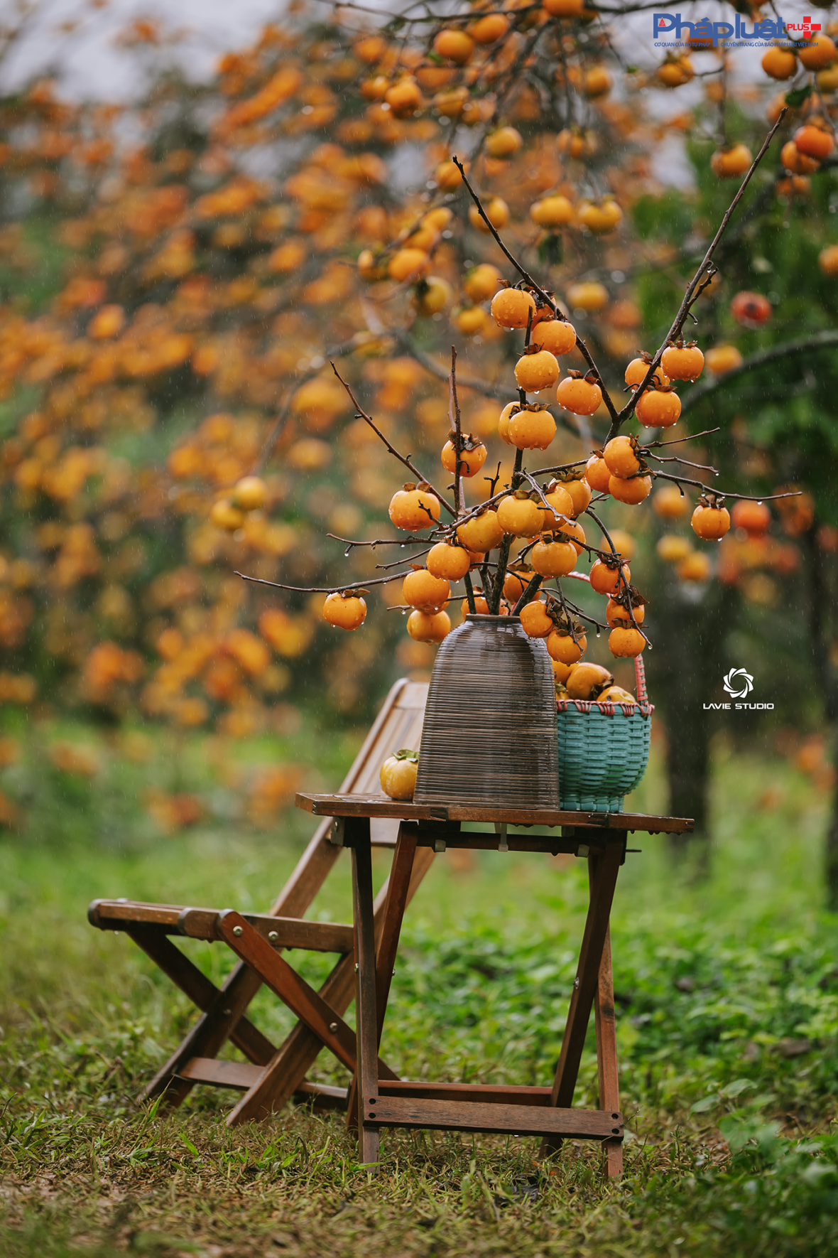 Cận cảnh sắc hồng Mộc Châu vào mùa khoe sắc thu hút đông đảo du khách