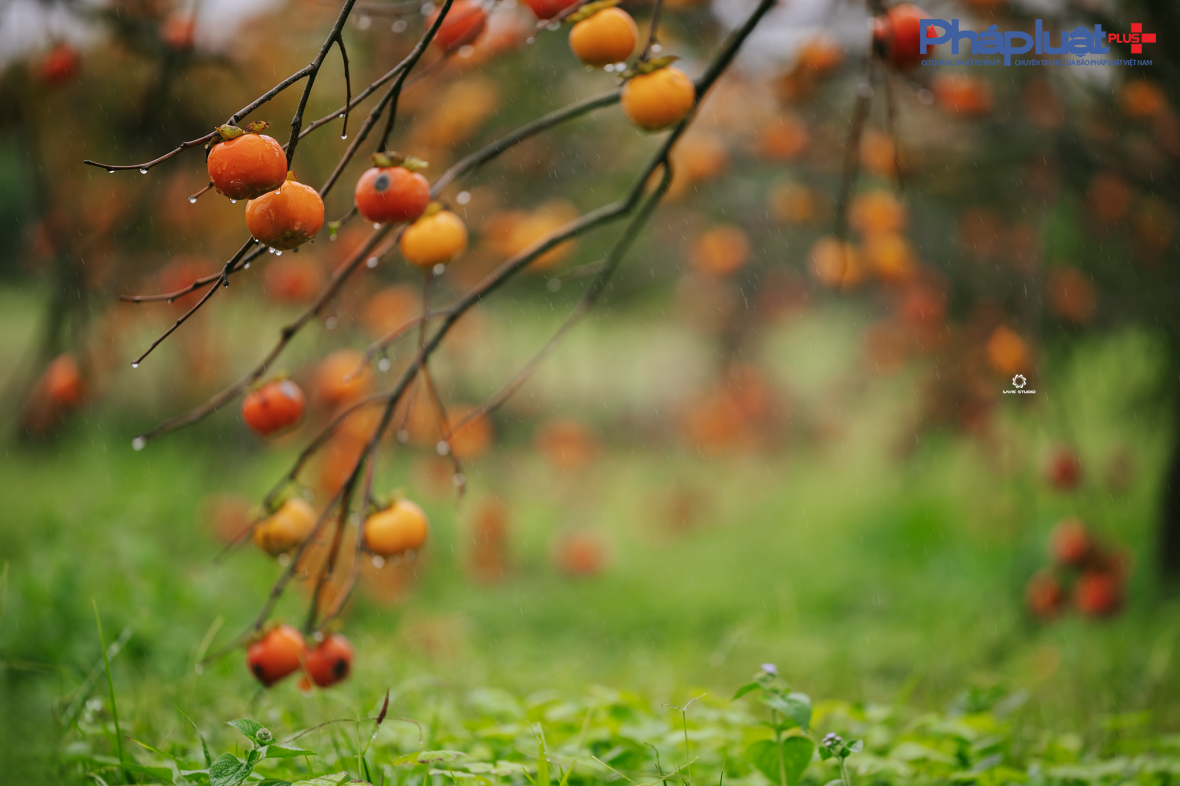 Cận cảnh sắc hồng Mộc Châu vào mùa khoe sắc thu hút đông đảo du khách