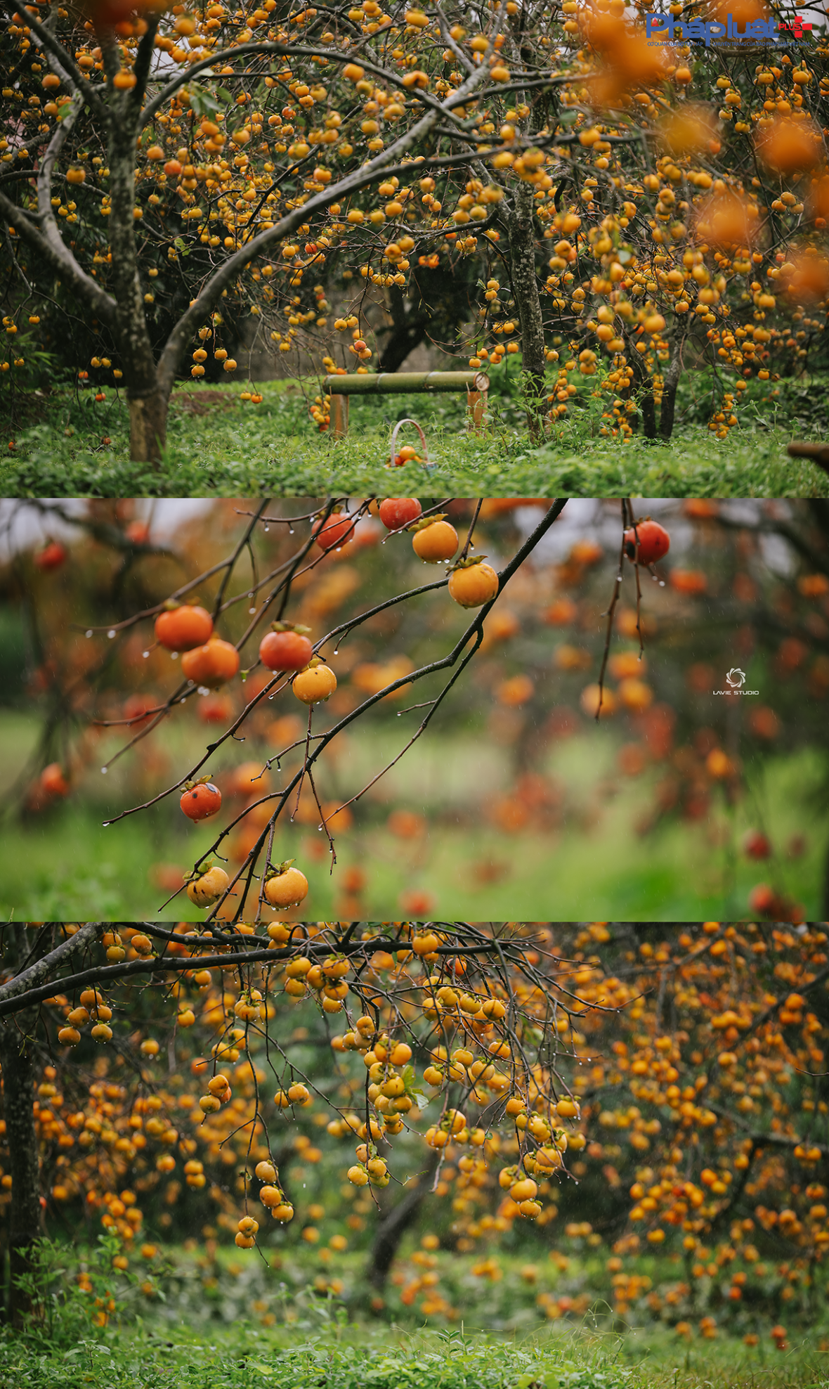 Cận cảnh sắc hồng Mộc Châu vào mùa khoe sắc thu hút đông đảo du khách