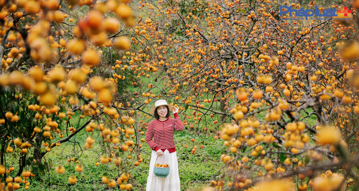 Cận cảnh sắc hồng Mộc Châu vào mùa khoe sắc thu hút đông đảo du khách