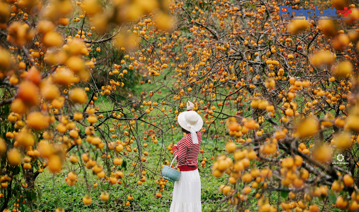 Cận cảnh sắc hồng Mộc Châu vào mùa khoe sắc thu hút đông đảo du khách