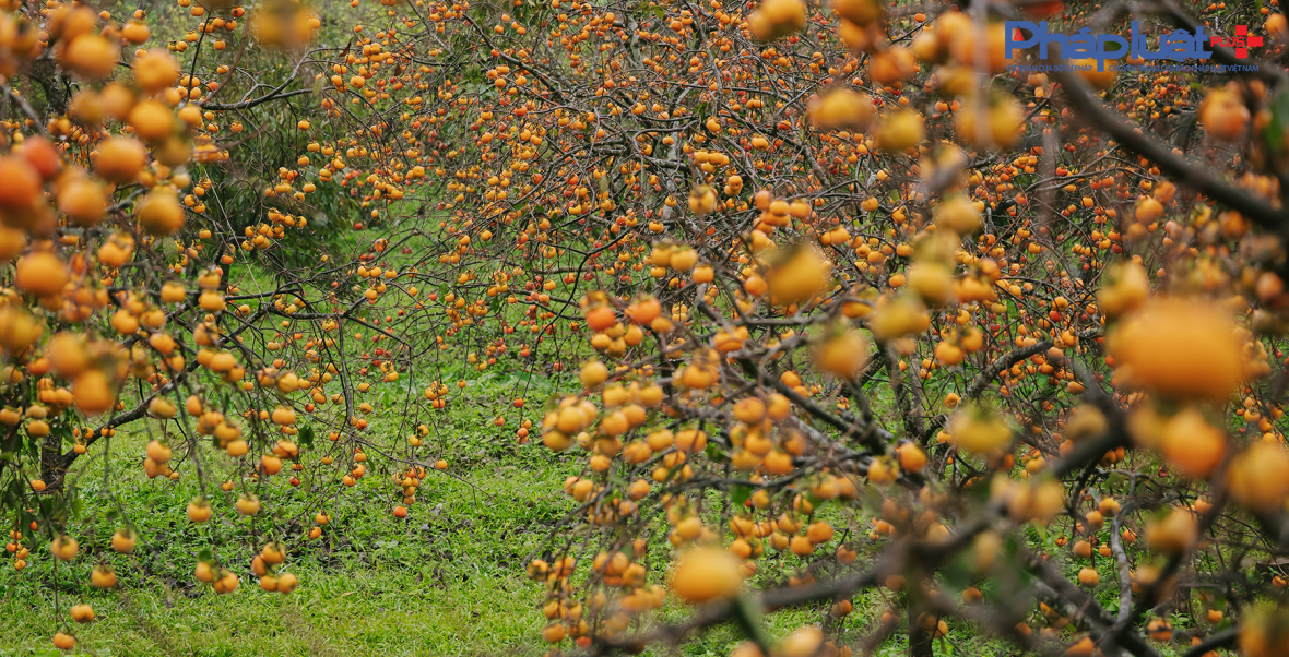 Cận cảnh sắc hồng Mộc Châu vào mùa khoe sắc thu hút đông đảo du khách