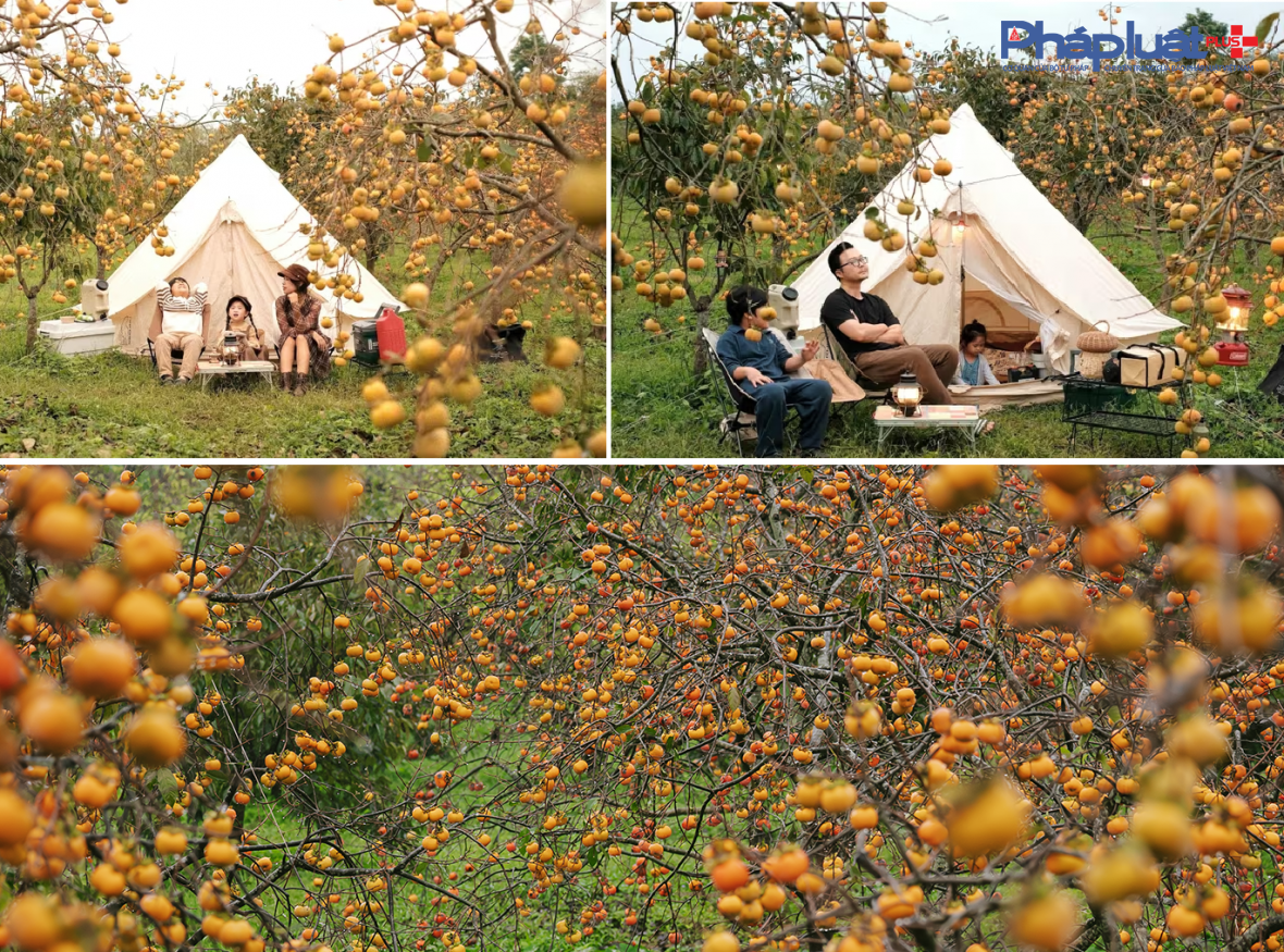 Cận cảnh sắc hồng Mộc Châu vào mùa khoe sắc thu hút đông đảo du khách