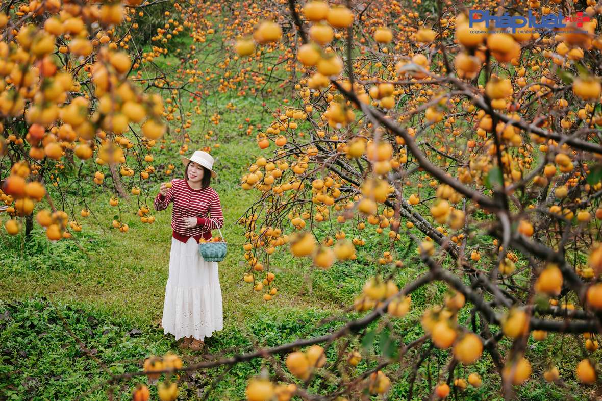Cận cảnh sắc hồng Mộc Châu vào mùa khoe sắc thu hút đông đảo du khách