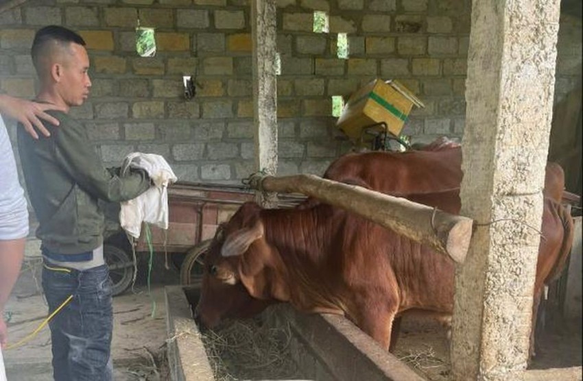 Kẻ trộm 3 con bò ở Tuyên Quang sa lưới