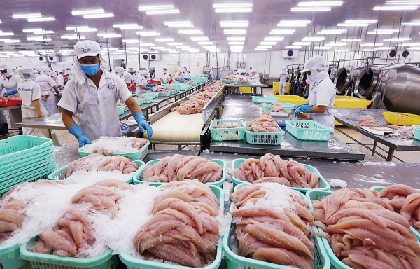 Kim ngạch xuất khẩu cá tra Việt Nam vượt mốc 1,8 tỷ USD