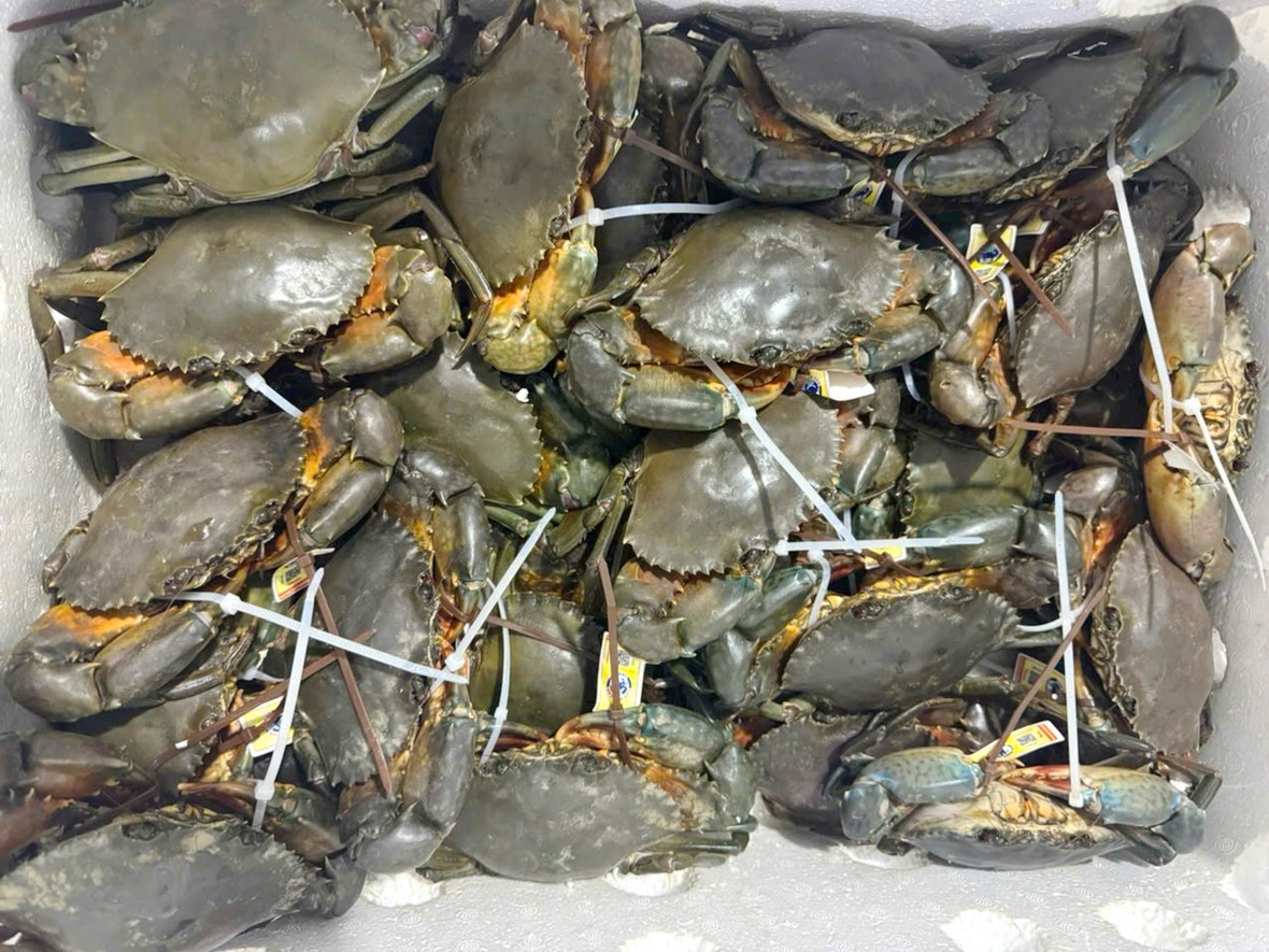 Cà Mau đổi mới sáng tạo để phát triển bền vững ngành hàng cua biển