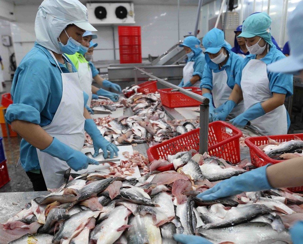 Xuất khẩu cá tra tăng trưởng tích cực ở thị trường CPTPP