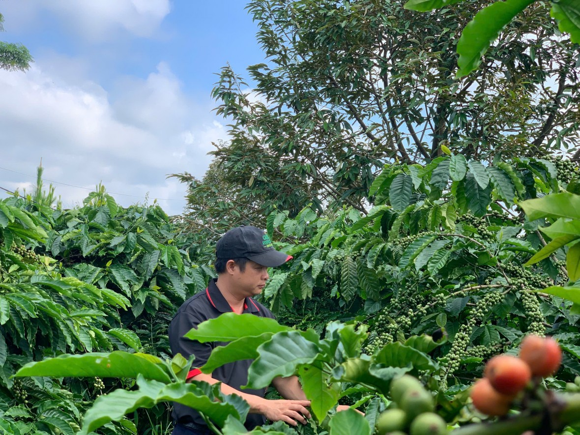 NESCAFÉ Plan và sứ mệnh thực hành nông nghiệp tái sinh tại Việt Nam NESCAFÉ Plan và sứ mệnh thực hành nông nghiệp tái sinh tại Việt Nam