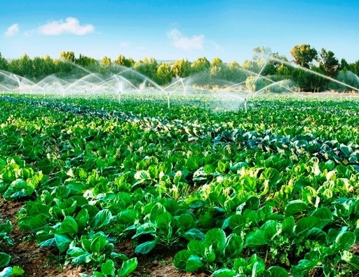 Hà Nội phấn đấu duy trì các vùng rau an toàn chuyên canh, tập trung với sản lượng đạt trên 400.000 tấn/năm