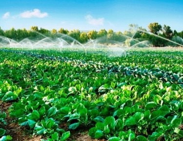 Hà Nội phấn đấu duy trì các vùng rau an toàn chuyên canh, tập trung với sản lượng đạt trên 400.000 tấn/năm