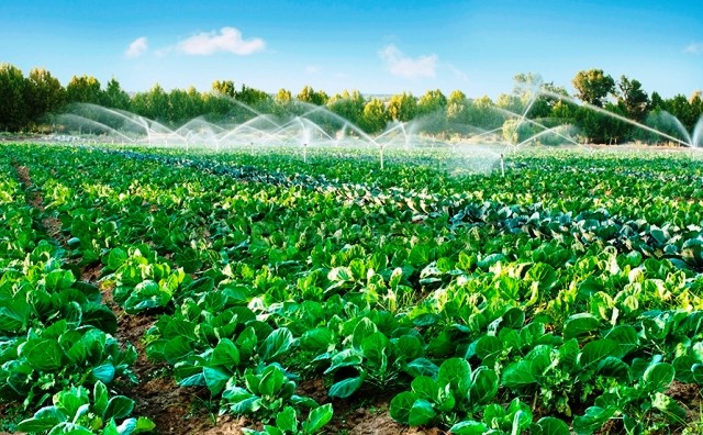 Hà Nội phấn đấu duy trì các vùng rau an toàn chuyên canh, tập trung với sản lượng đạt trên 400.000 tấn/năm Hà Nội phấn đấu duy trì các vùng rau an toàn chuyên canh, tập trung với sản lượng đạt trên 400.000 tấn/năm