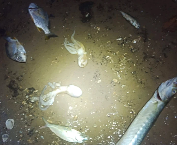 Quảng Ninh truy tìm nguồn hóa chất nghi hủy diệt thủy sản ven biển