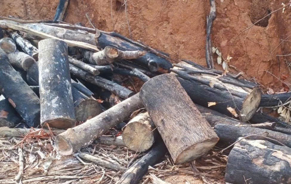 30 người ở Gia Lai lợi dụng thời điểm sáp nhập hành chính để tàn phá gần 95ha rừng