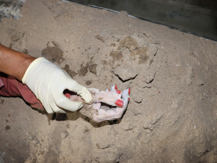 Bàn tay thi thể có 6 ngón, sơn màu đỏ.