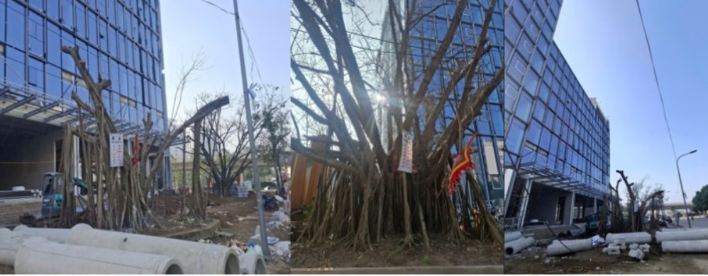 Hà Nội: Xót xa 3 cây đa 