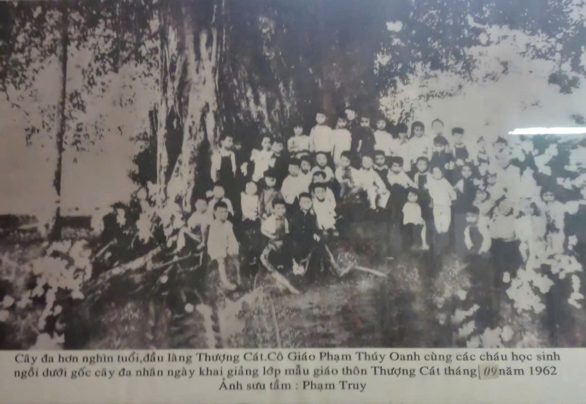 Hà Nội: Ai đã “bức tử” 3 cây đa - di sản xanh của người dân làng Thượng Cát?