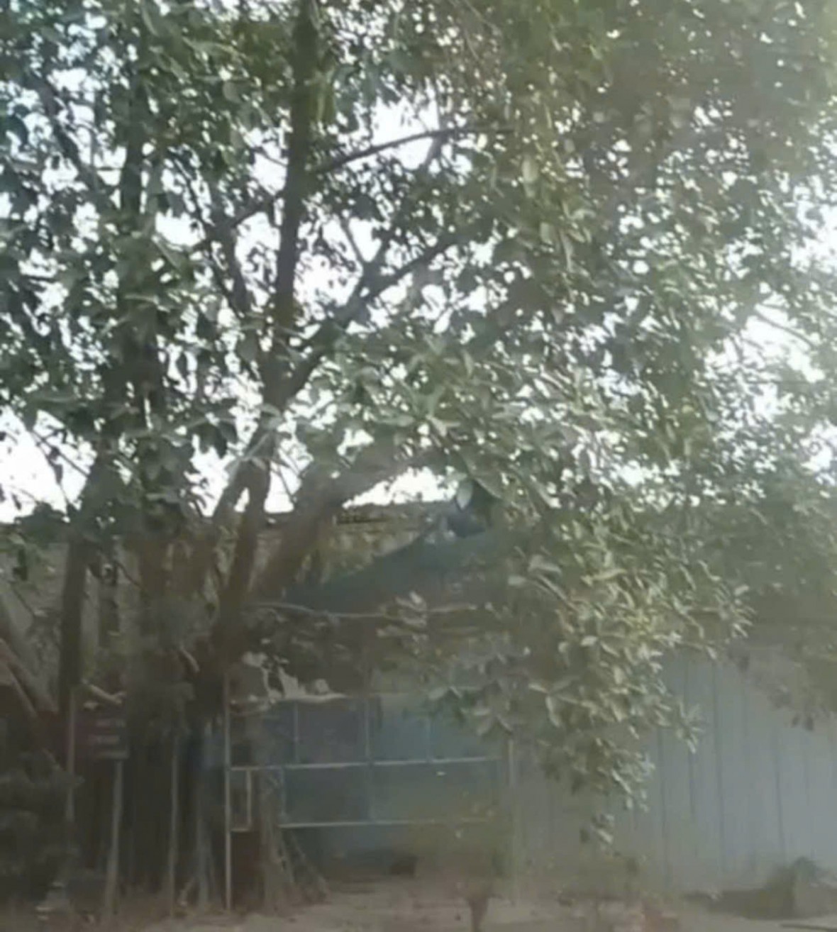 Hà Nội: Ai đã “bức tử” 3 cây đa - di sản xanh của người dân làng Thượng Cát?