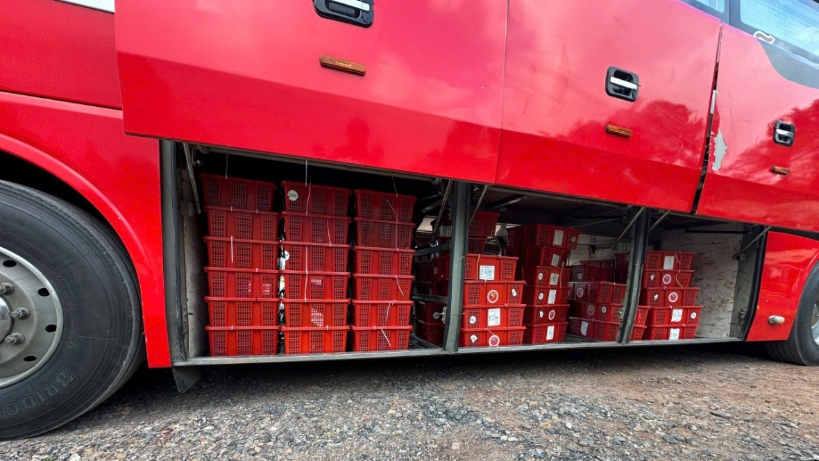 Gần 1 tấn Rắn hổ mang được vận chuyển bằng xe khách - Ảnh Công an Quảng Trị.