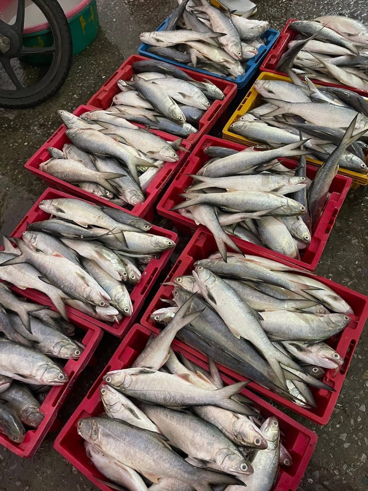 Mẻ cá ngứa cho ngư dân thu nhập lên tới 500 triệu đồng.