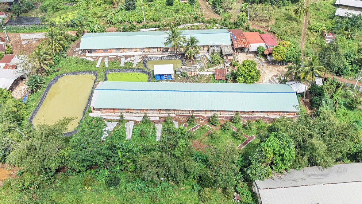 Trại heo bốc mùi phân thối nồng nặc ở Đồng Nai: Người dân mong chính quyền xử lý dứt điểm