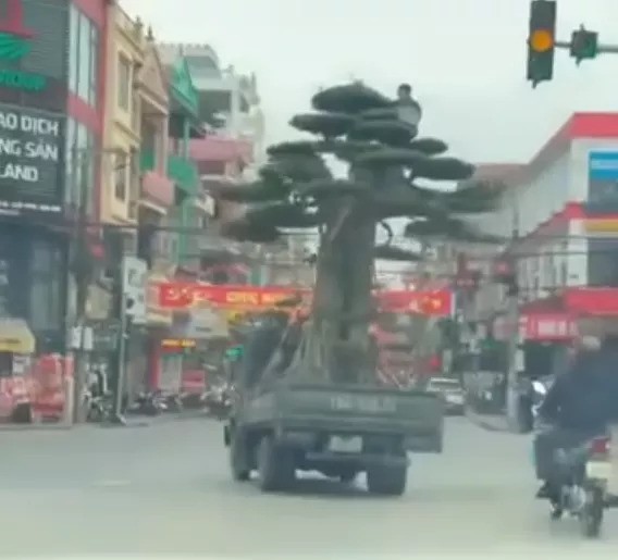 Lái xe chở cây quá khổ “nghênh ngang” trên đường bị phạt 39 triệu đồng