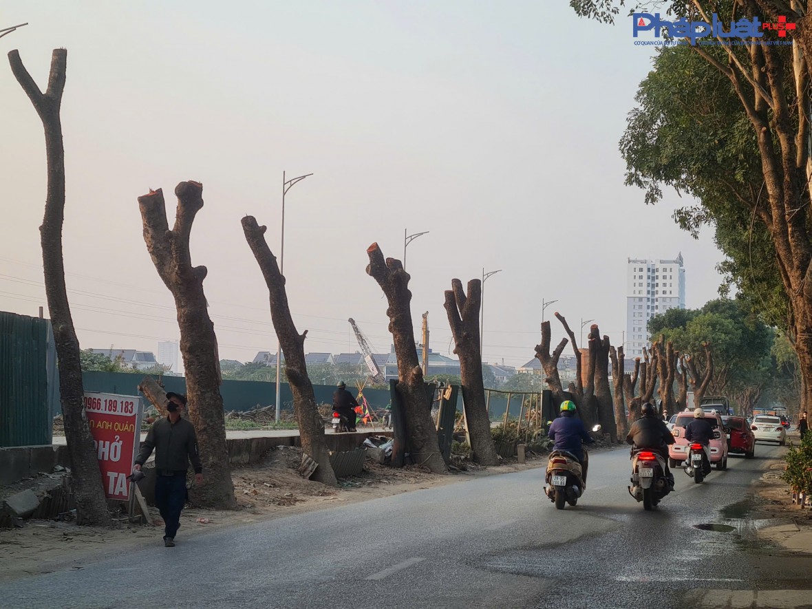 Đốn hạ hàng xà cừ nhiều năm tuổi để thi công Dự án mở rộng đường 70