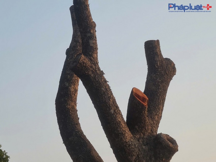 Đốn hạ hàng xà cừ nhiều năm tuổi để thi công Dự án mở rộng đường 70