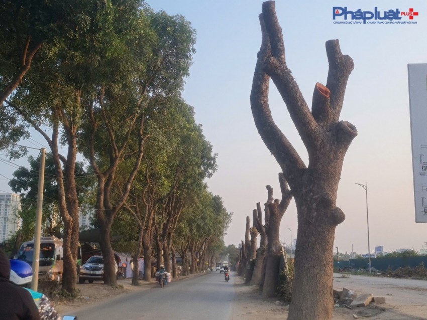 Đốn hạ hàng xà cừ nhiều năm tuổi để thi công Dự án mở rộng đường 70