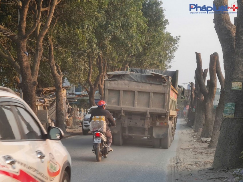 Đốn hạ hàng xà cừ nhiều năm tuổi để thi công Dự án mở rộng đường 70