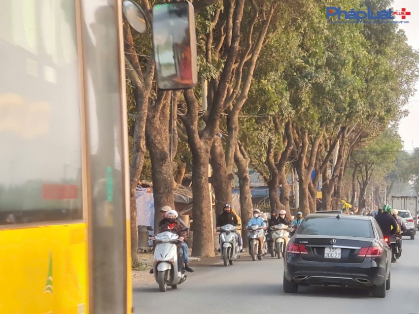 Đốn hạ hàng xà cừ nhiều năm tuổi để thi công Dự án mở rộng đường 70